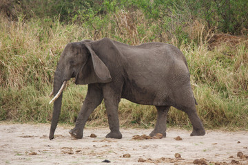 Fototapeta na wymiar An Old African Elephant in Tanzania
