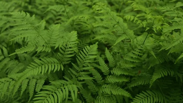Thick bush of fern