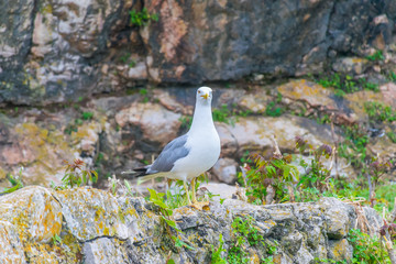 The seagull sits on the walls of the fortress of Mamula. Montenegro, Boka-Kotor Bay.