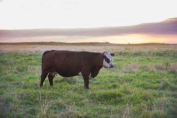 Cow la pampa, Argentina