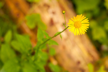 Желтый цветок