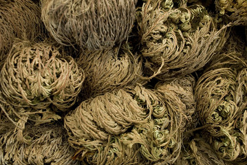 Roses of Jericho (Selaginella lepidophylla), a plant of desert origin, called the plant of the resurrection, closes when it is waterless and opening like a green rose when bathing it, market, Italy