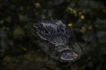 Fototapeta premium Alligator Swimming, Big Cypress National Preserve, Florida