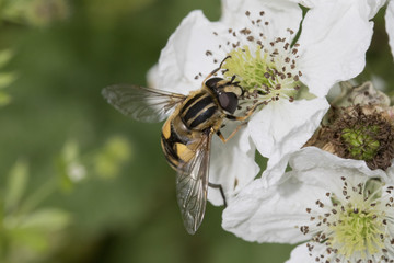 European hoverfly