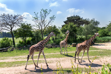 family of giraffes with a baby