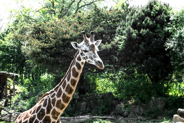 giraffe head close-up