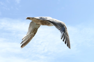 Gulls in the air.