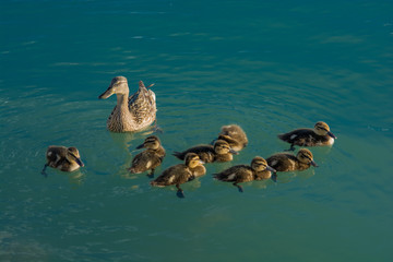 Weibliche Ente mit Kücken