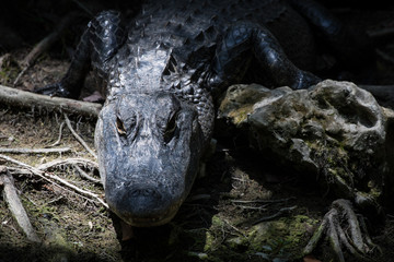 Alligator Staring, Big Cypress National Preserve, Florida
