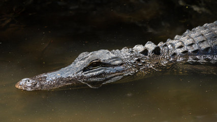 Alligator Swimming, Big Cypress National Preserve, Florida