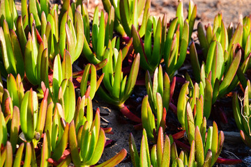 Succulent cacti plants growing on the beach sand dunes