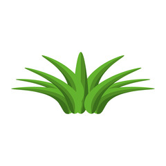 isolated savila plant icon vector illustration graphic design