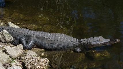 Alligator Resting in the Water, Sleeping, Big Cypress National Preserve, Florida