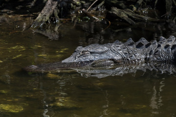 Obraz premium Alligator Resting in the Water, Sleeping, Big Cypress National Preserve, Florida