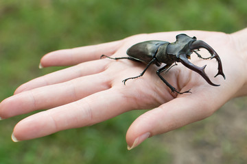 stag beetle on hand
