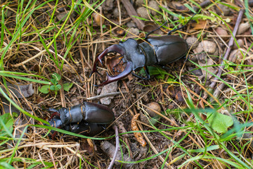 Mating stag beetle