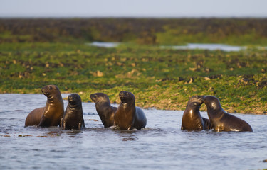 Fototapeta premium Sea Lion baby