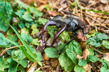 A black stag beetle