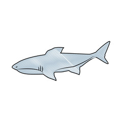 shark marine wild life nature animal vector illustration
