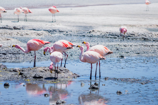 Hedionda lagoon is  located in the south west of Bolivia, not far from the Chilean border, around the climate is very dry and arid and in these stretch of water it's normal to find a lot of flamingos
