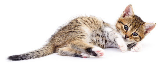 Kitten on white background. © Anatolii