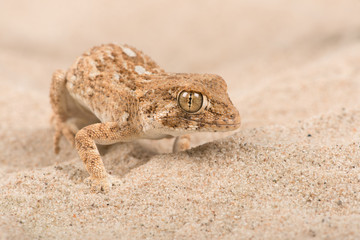 Helmeted Gecko (Tarentola chazaliae)/Helmeted Gecko in sandy desert scene