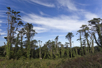 Sintra Forest Pines