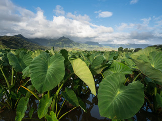 Taro plants in Hanalei Valley in Kauai