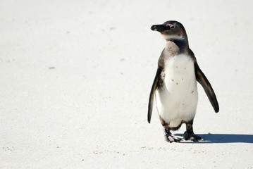 Single Penguin at Cape Peninsula