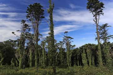Obraz na płótnie Canvas Sintra Forest Pines