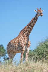 giraffe on a game reserve in south africa