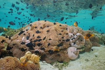 Shoal of tropical fishes anemonefish and damselfish with many sea anemones underwater in the lagoon of Huahine island, Pacific ocean, French Polynesia