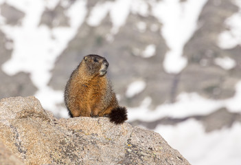 Naklejka na ściany i meble Alpine Marmot - Rocky Mountains National Park, Colorado