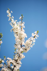 Beautiful flowery garden with white flowers