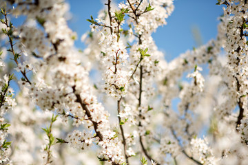 Beautiful flowery garden with white flowers