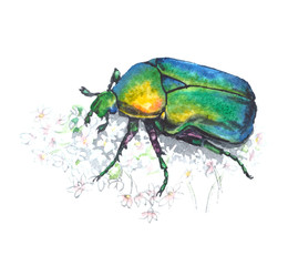 Rose chafer (cetonia aurata)with white flowers. Watercolor illustration on white background