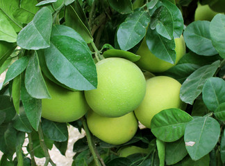 Large green grapefruits on a tree in the garden