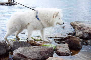 White Samoyed girl dog in the park outdoor in summer