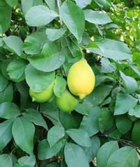 Fresh immature lemons on a tree in the garden, a new crop