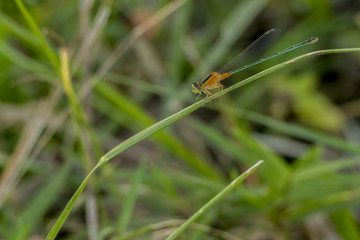 Dragonfly
