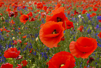 poppy field