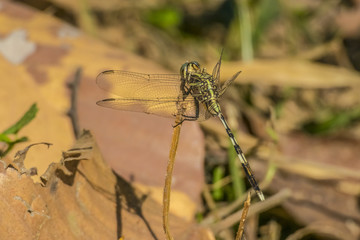 Dragonfly