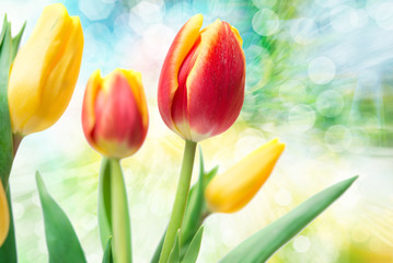 Panele Szklane  kwiaty tulipanów