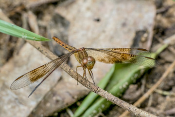 Dragonfly