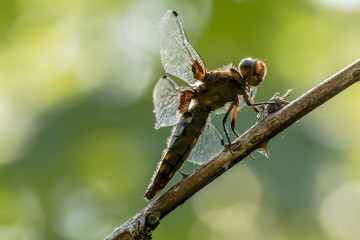 Dragonfly