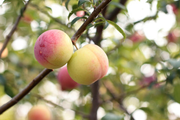 melocotones en una rama