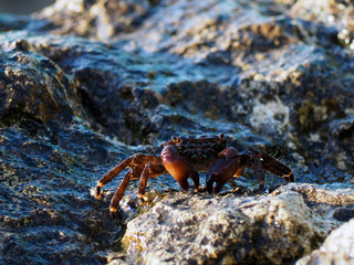 Crab on wet stones in the rays of the setting sun, marine background. Brachyura