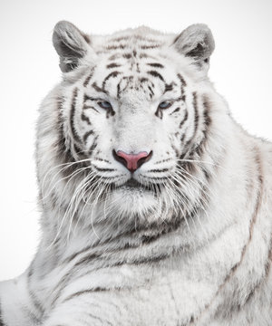 Majestic white tiger