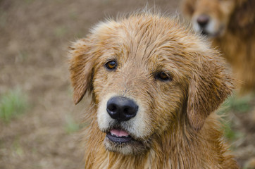  Portrait of a Wet Golden Retriever