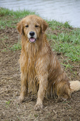 Portrait of a Wet Golden Retriever
